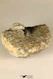 30719 - Partial Prepared 1.11 Inch Spiny Koneprusia dahmani Lower Devonian Trilobite