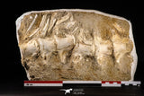 22435 - Top Quality 11.81 Inch Halisaurus arambourgi (Mosasaur) Partial Tail Late Cretaceous