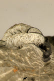 30719 - Partial Prepared 1.11 Inch Spiny Koneprusia dahmani Lower Devonian Trilobite