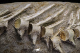 20555 - Museum Grade 14.17 Inch Halisaurus arambourgi (Mosasaur) Partial Tail Late Cretaceous