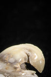 04955 - Super Rare Pathologically Deformed Symphyseal 0.78 Inch Otodus obliquus Shark Tooth