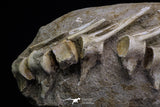 20555 - Museum Grade 14.17 Inch Halisaurus arambourgi (Mosasaur) Partial Tail Late Cretaceous