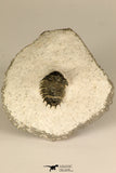 30720 - Top Rare Lichid Trilobite 0.80 Inch Acanthopyge (Lobopyge) bassei Lower Devonian