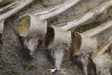 20555 - Museum Grade 14.17 Inch Halisaurus arambourgi (Mosasaur) Partial Tail Late Cretaceous