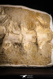 22435 - Top Quality 11.81 Inch Halisaurus arambourgi (Mosasaur) Partial Tail Late Cretaceous