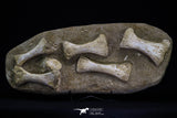 20556 - Museum Grade 13.77 Inch Unidentified Mosasaur Partial Paddle Limb in Matrix Cretaceous