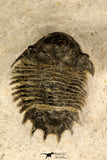 30720 - Top Rare Lichid Trilobite 0.80 Inch Acanthopyge (Lobopyge) bassei Lower Devonian