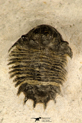 30720 - Top Rare Lichid Trilobite 0.80 Inch Acanthopyge (Lobopyge) bassei Lower Devonian