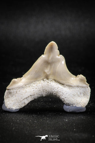 04956 - Super Rare Pathologically Deformed 1.40 Inch Otodus obliquus Shark Tooth