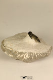 30720 - Top Rare Lichid Trilobite 0.80 Inch Acanthopyge (Lobopyge) bassei Lower Devonian