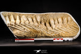 22436 - Museum Grade 14.96 Inch Halisaurus arambourgi (Mosasaur) Partial Tail Late Cretaceous