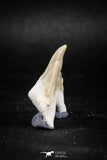 04956 - Super Rare Pathologically Deformed 1.40 Inch Otodus obliquus Shark Tooth