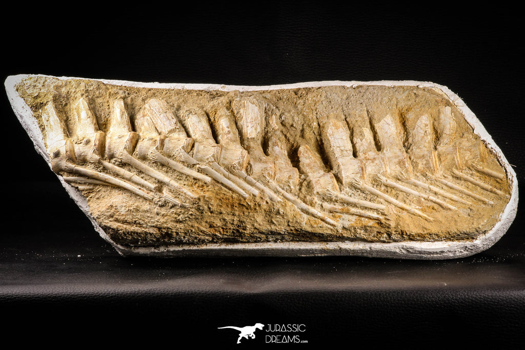 22436 - Museum Grade 14.96 Inch Halisaurus arambourgi (Mosasaur) Partial Tail Late Cretaceous