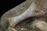 20556 - Museum Grade 13.77 Inch Unidentified Mosasaur Partial Paddle Limb in Matrix Cretaceous