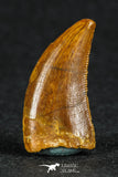 88075 - Top Quality 0.90 Inch Serrated Dromaeosaur Raptor Tooth Cretaceous KemKem