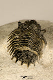 30720 - Top Rare Lichid Trilobite 0.80 Inch Acanthopyge (Lobopyge) bassei Lower Devonian