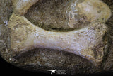 20556 - Museum Grade 13.77 Inch Unidentified Mosasaur Partial Paddle Limb in Matrix Cretaceous