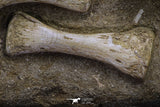 20556 - Museum Grade 13.77 Inch Unidentified Mosasaur Partial Paddle Limb in Matrix Cretaceous