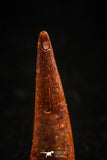 04957 - Top Beautiful 0.77 Inch Pterosaur (Coloborhynchus) Tooth Cretaceous KemKem