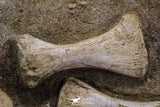 20556 - Museum Grade 13.77 Inch Unidentified Mosasaur Partial Paddle Limb in Matrix Cretaceous