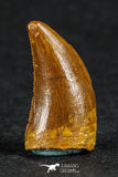 88075 - Top Quality 0.90 Inch Serrated Dromaeosaur Raptor Tooth Cretaceous KemKem