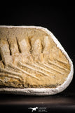 22436 - Museum Grade 14.96 Inch Halisaurus arambourgi (Mosasaur) Partial Tail Late Cretaceous