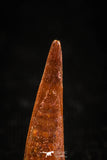 04957 - Top Beautiful 0.77 Inch Pterosaur (Coloborhynchus) Tooth Cretaceous KemKem