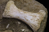 20556 - Museum Grade 13.77 Inch Unidentified Mosasaur Partial Paddle Limb in Matrix Cretaceous