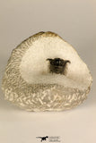 30721 - Well Preserved Lichid Trilobite 0.51 Inch Acanthopyge (Lobopyge) bassei Lower Devonian