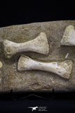 20556 - Museum Grade 13.77 Inch Unidentified Mosasaur Partial Paddle Limb in Matrix Cretaceous