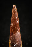 04958 - Top Beautiful 0.68 Inch Pterosaur (Coloborhynchus) Tooth Cretaceous KemKem