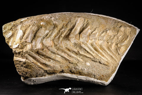 22437 - Museum Grade 13.58 Inch Halisaurus arambourgi (Mosasaur) Partial Tail Late Cretaceous