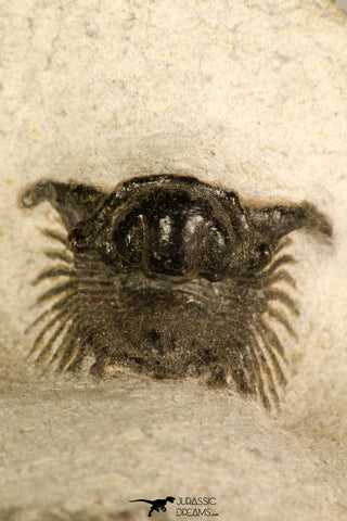 30721 - Well Preserved Lichid Trilobite 0.51 Inch Acanthopyge (Lobopyge) bassei Lower Devonian