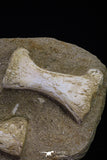 20556 - Museum Grade 13.77 Inch Unidentified Mosasaur Partial Paddle Limb in Matrix Cretaceous