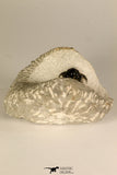 30721 - Well Preserved Lichid Trilobite 0.51 Inch Acanthopyge (Lobopyge) bassei Lower Devonian