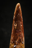 04958 - Top Beautiful 0.68 Inch Pterosaur (Coloborhynchus) Tooth Cretaceous KemKem