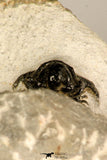 30721 - Well Preserved Lichid Trilobite 0.51 Inch Acanthopyge (Lobopyge) bassei Lower Devonian