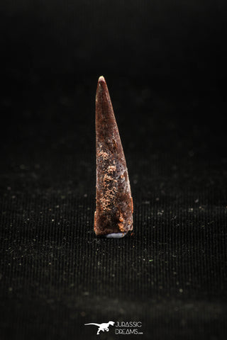 04959 - Top Beautiful 1.00 Inch Pterosaur (Coloborhynchus) Tooth Cretaceous KemKem