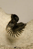 30721 - Well Preserved Lichid Trilobite 0.51 Inch Acanthopyge (Lobopyge) bassei Lower Devonian