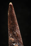04959 - Top Beautiful 1.00 Inch Pterosaur (Coloborhynchus) Tooth Cretaceous KemKem