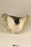 30721 - Well Preserved Lichid Trilobite 0.51 Inch Acanthopyge (Lobopyge) bassei Lower Devonian