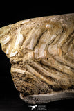 22437 - Museum Grade 13.58 Inch Halisaurus arambourgi (Mosasaur) Partial Tail Late Cretaceous