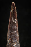 04959 - Top Beautiful 1.00 Inch Pterosaur (Coloborhynchus) Tooth Cretaceous KemKem