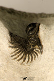 30721 - Well Preserved Lichid Trilobite 0.51 Inch Acanthopyge (Lobopyge) bassei Lower Devonian