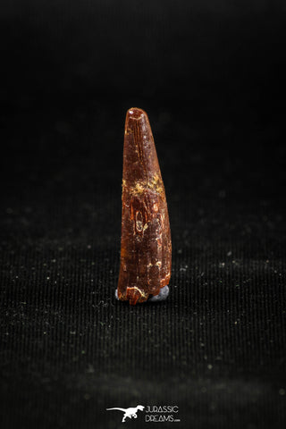 04960 - Top Beautiful 0.92 Inch Pterosaur (Coloborhynchus) Tooth Cretaceous KemKem