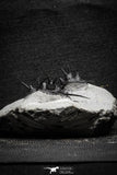 22024 - Beautiful Association 3 "Devil Horned" Cyphaspis walteri Devonian Trilobites