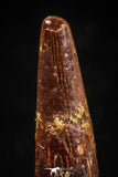 04960 - Top Beautiful 0.92 Inch Pterosaur (Coloborhynchus) Tooth Cretaceous KemKem