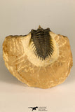 30722 - Top Beautiful 0.98 Inch Metacanthina issoumourensis Lower Devonian