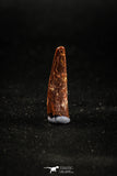 04960 - Top Beautiful 0.92 Inch Pterosaur (Coloborhynchus) Tooth Cretaceous KemKem