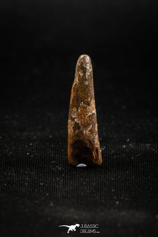 04961 - Collector Grade 0.96 Inch Pterosaur (Coloborhynchus) Tooth Cretaceous KemKem